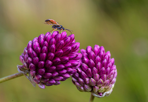 Ichneumon extensorius sitting on a Allium Sphaerocephalon, read headed garlic