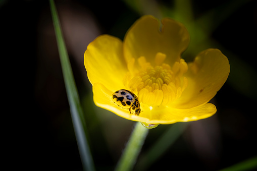 Ladybug resting on a buttercup flower macro photography. Photographed creatively with two macro flash