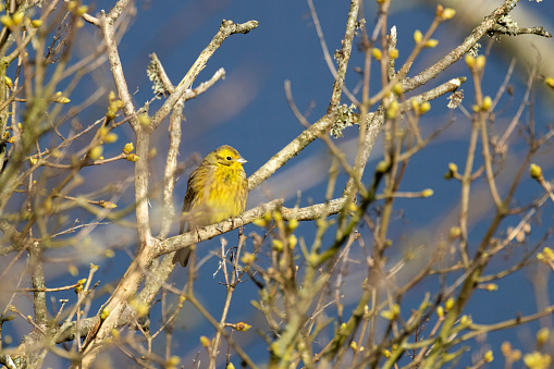 Yellowhammer Emberiza citrinella sitting in a tree with dramatic storm sky in background