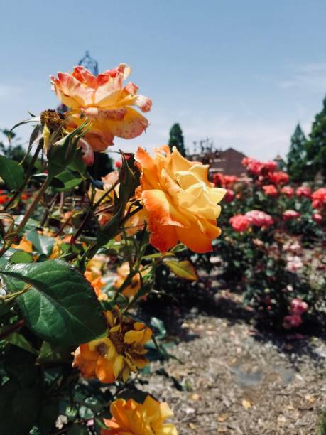 istock Beatifull Rose flower 1560519176