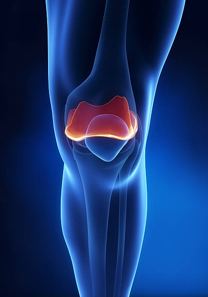 istock Articular cartilage anatomy 156051971