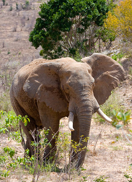 elefante africano, quénia - shimba imagens e fotografias de stock