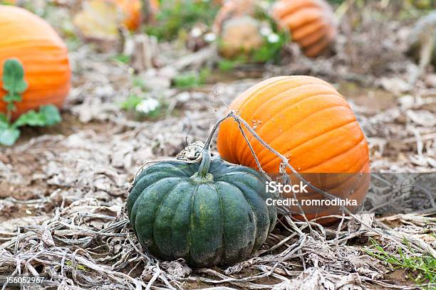 Calabaza En Campo Foto de stock y más banco de imágenes de Agricultura - Agricultura, Aire libre, Calabacita