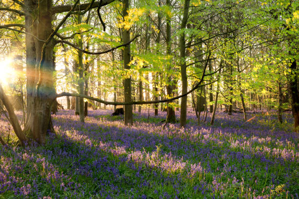 istock Amazing bluebell woods with dawn sunrise 1560535657