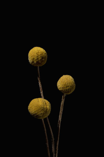 istock Craspedia Woolleyhead Billy Buttons Yellow Flower Black Background 1560539083