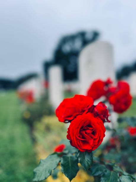 istock Rose flower against a gravestone 1560541208