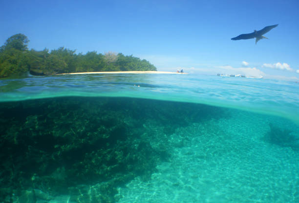 istock a beautiful reef on a paradise island 1560549267