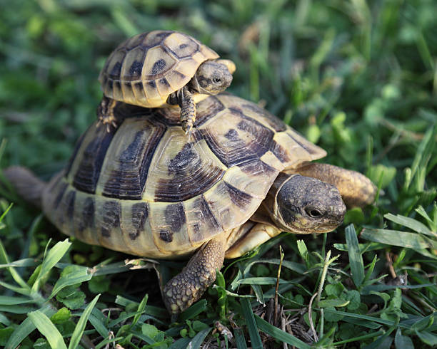 istock Tortoises father and son 156055298