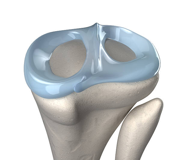 Knee meniscus anatomy stock photo