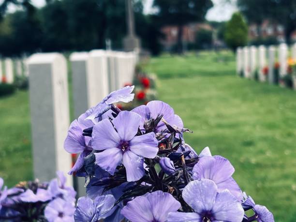 istock Purple flowers in a cemetery 1560554109