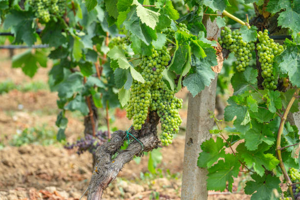 carignano grapes ripening in a vineyard in southern sardinia - buio imagens e fotografias de stock