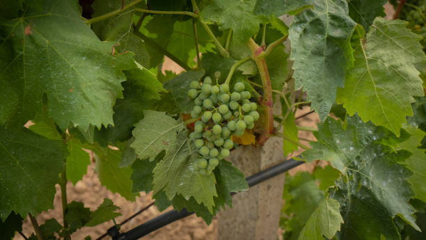 carignano grapes ripening in a vineyard in southern sardinia - buio imagens e fotografias de stock