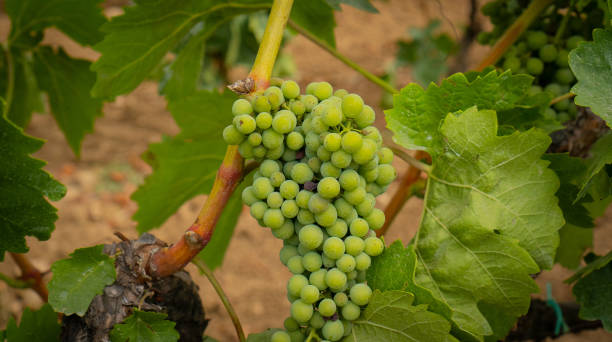 carignano grapes ripening in a vineyard in southern sardinia - buio imagens e fotografias de stock