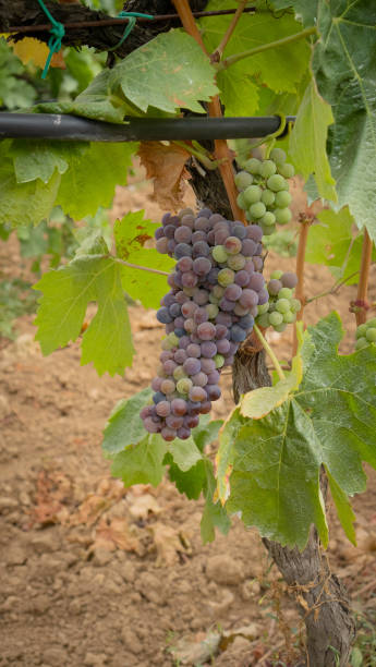 виноград сорта кариньяно созревает на винограднике на юге сардинии - buio стоковые фото и изображения