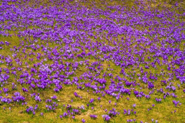 Close-up blooming purple crocus flowers on meadow growing in spring time at Velika planina, Slovenia. Beautiful background.