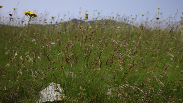 Flowers and grass on meadow in the mountains