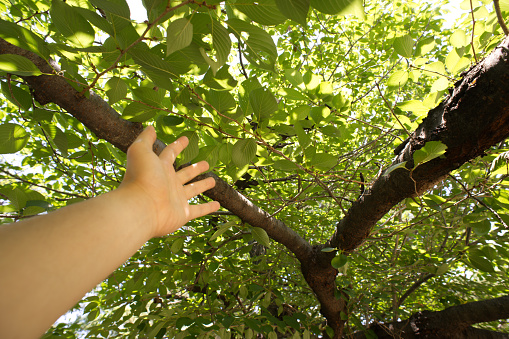 Playing hide and seek in the park. Father and child are playing in the park behind a tree. An excited boy watches his dad hiding behind a tree while they play on a sunny summer day. Family vacation