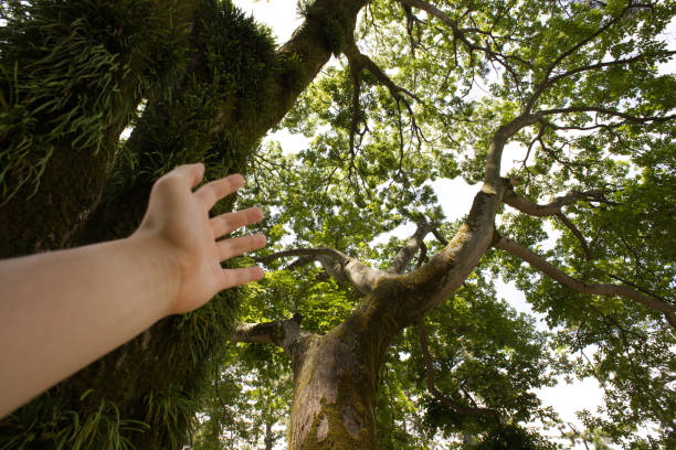 Hand Tree Bark - Free photo on Pixabay