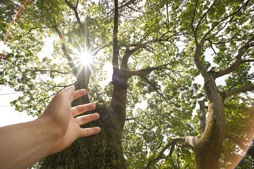 I extend a hand to a tree.