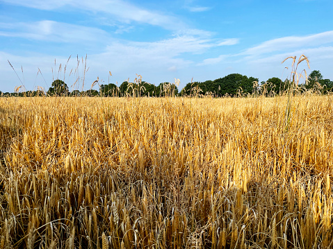A field of wheat in Norfolk