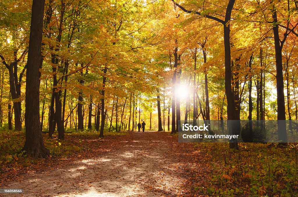 Autumn Forest with People walking Autumn Stock Photo