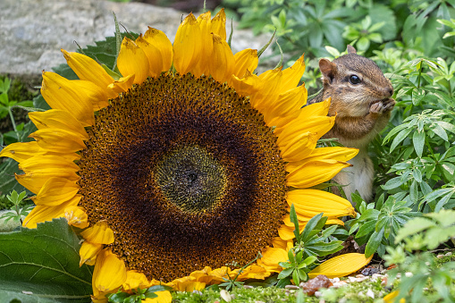 Cute little Eastern Chipmunk (amias striatus) eating seeds peaks out from behind sunflower.