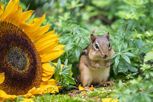 Cute little Eastern Chipmunk (amias striatus) sits next to a sunflower and fills his cheeks with seeds in summer garden.