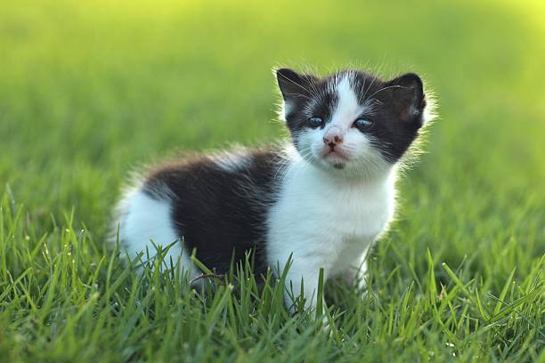 istock Beautiful Baby Kitten Outdoors 156058782