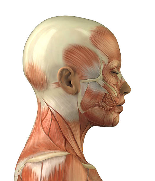 istock Anatomy of female head muscular system model 156058863