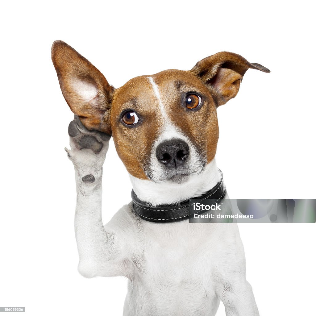 Chien écoute avec grande oreille - Photo de Chien libre de droits