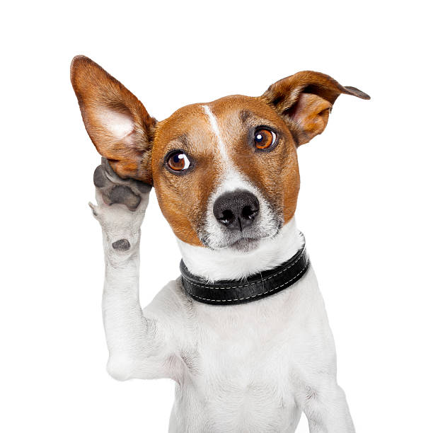 собака слушать with big ear - любопытство стоковые фото и изображения