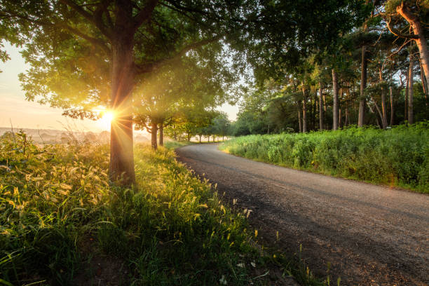 istock Dawn sunrise along a Norfolk rural road with trees 1560598010