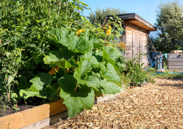 istock Large squash or gourd plant growing in raised garden plot 1560605288