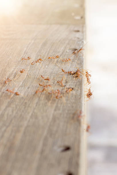 istock Fire ants are looking for food 1560620307