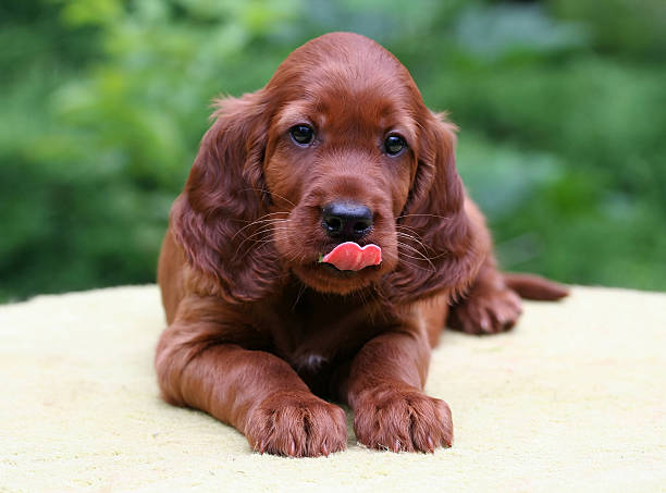 Irish Setter puppy Cute Irish Setter puppy licking his lips irish red and white setter stock pictures, royalty-free photos & images