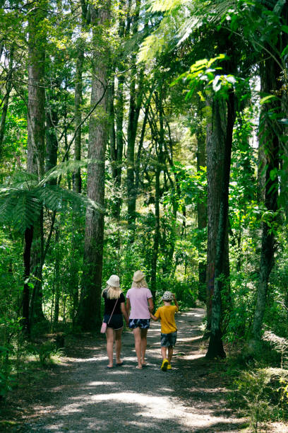 Family walks amongst the large trees. stock photo