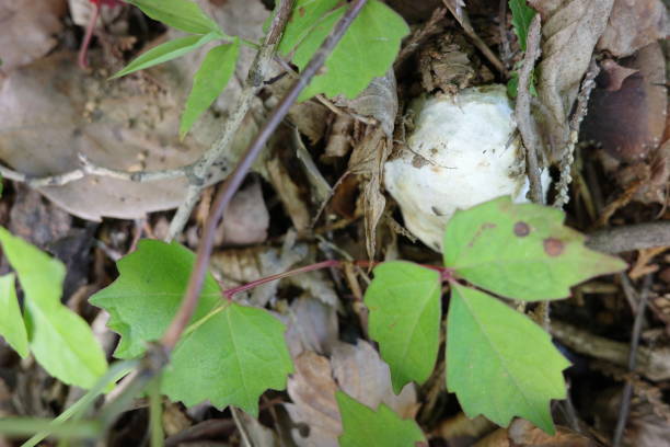 istock Satoyama scenery Bright red tamagotake growing in a broad-leaved forest still covered with shells 1560639279