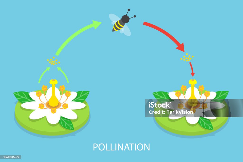 Polination Design 3d Isometric Flat Vector Conceptual Illustration Of Pollination Process ...