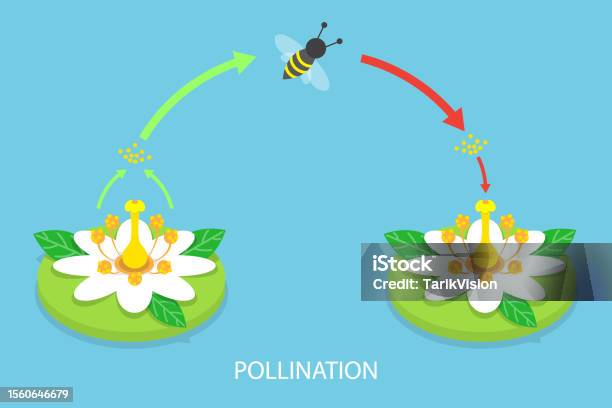 Polination Design 3d Isometric Flat Vector Conceptual Illustration Of Pollination Process ...