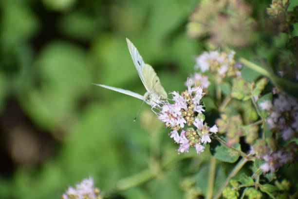 cabbage white butterfly