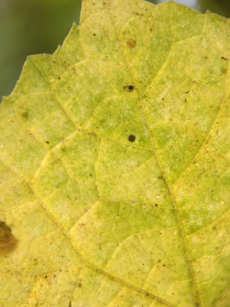 istock close-up structured detailed green leaf. Textured green leaf. Suitable for background 1560650388