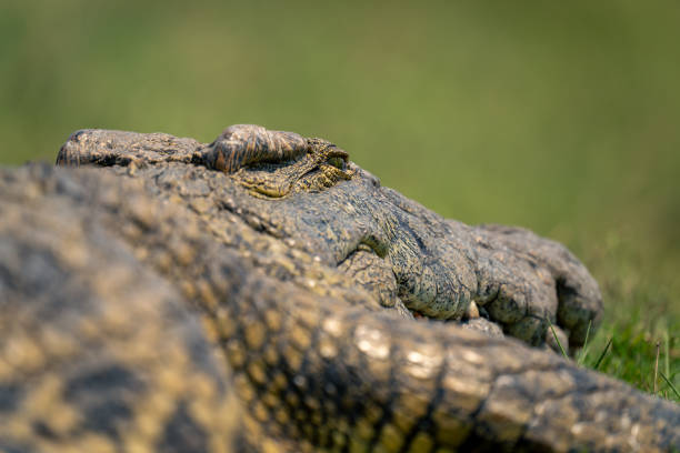 istock Close-up of Nile crocodile lying looking back 1560650811