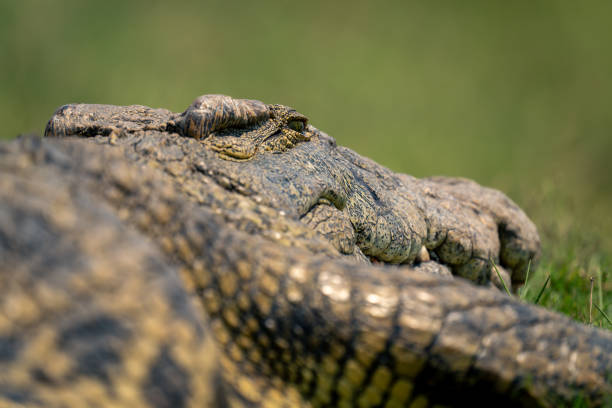 istock Close-up of Nile crococile lying on grass 1560650813