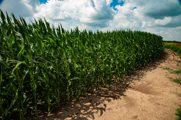 istock Corn crop growing  in North Dakota. 1560650835