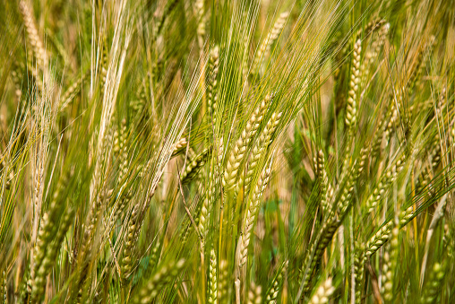 Wheat crop ripening in July sunshine in North Dakota.