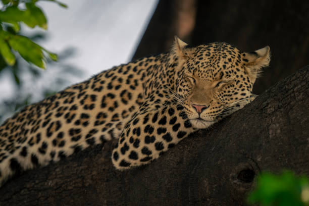 istock Close-up of sleeping leopard lying straddling branch 1560653206
