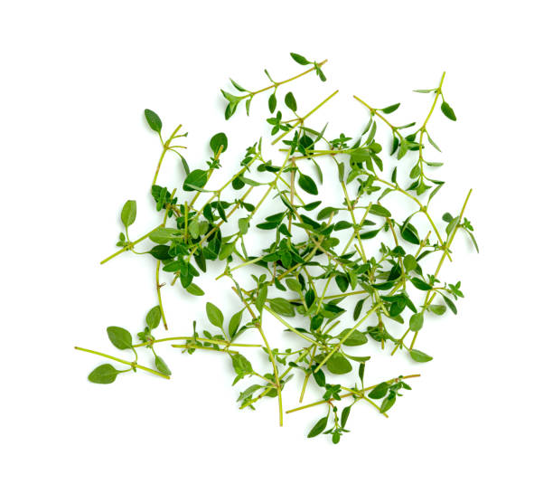 istock fresh thyme or Lemon thyme leaf isolated on a white background ,Green leaves pattern 1560659094