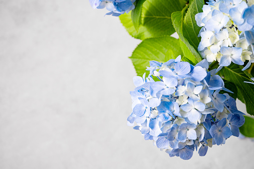 Beautiful bouquet of blue hydrangea on a gray texture background. The concept of the composition of summer flowers. Top view and copy space.