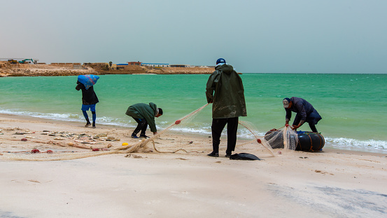 Dakhla, Morocco - 20 June 2022 : Fishermen harvesting their nets full of caught fish in the Dakhla beach in Morocco