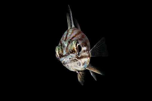 The teeth gave him the common name: Wolf Cardinalfish Cheilodipterus artus. The species occurs in the tropical Indo-Pacific Ocean from East Africa to the Tuamoto Islands, north to Ryukyu Islands, south to the Great Barrier Reef in a depth range from 3-158m, max. length 18.7cm. 
The photo was taken by night in the Triton Bay, West Papua Province, Indonesia, 3°54'2.454 S 134°6'23.7 E at 6m depth